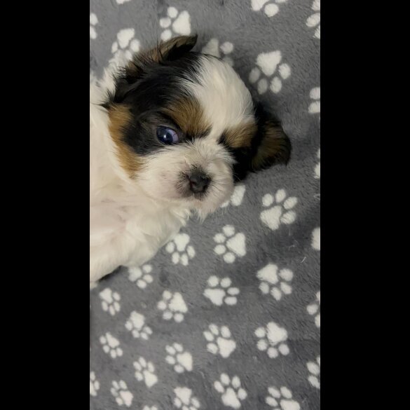 Shih Tzu - Both