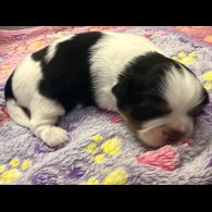 Shih Tzu - Both