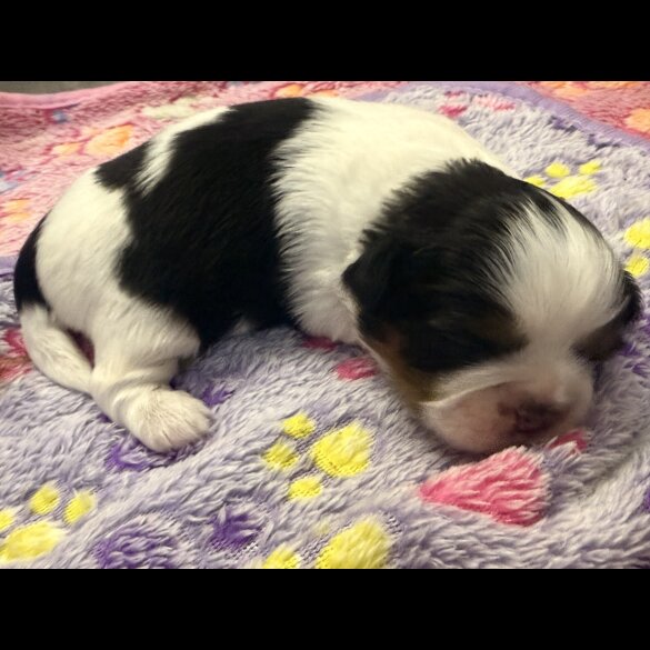 Shih Tzu - Both