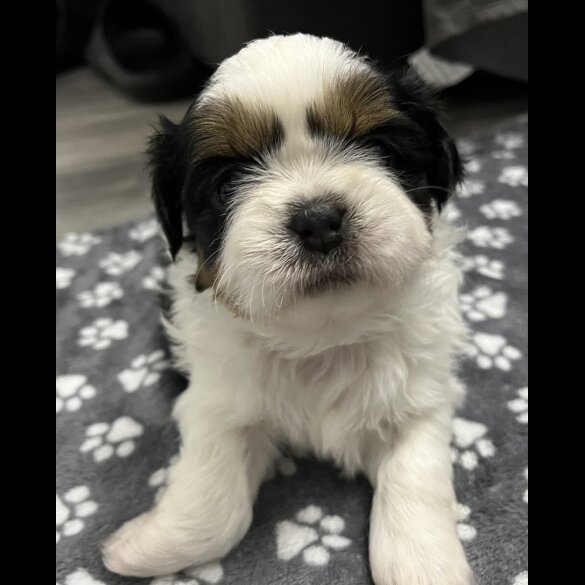 Shih Tzu - Both