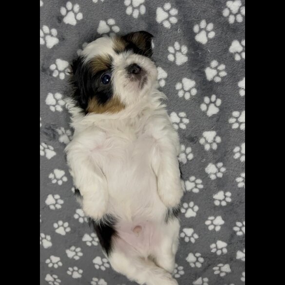 Shih Tzu - Both