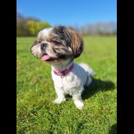 Shih Tzu - Both