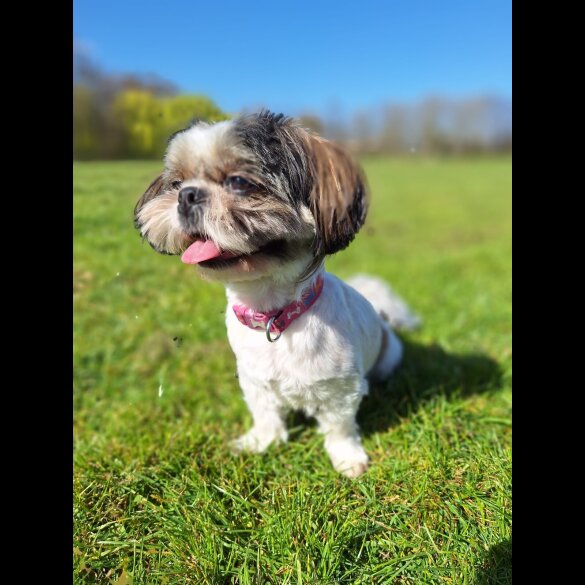 Shih Tzu - Both