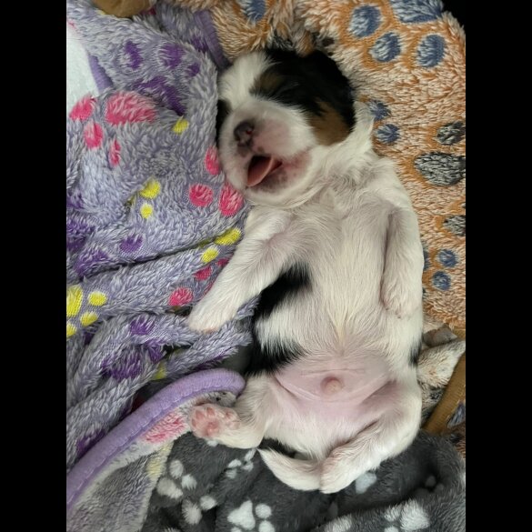 Shih Tzu - Both