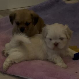 Shih Tzu - Dogs