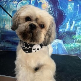 Shih Tzu
