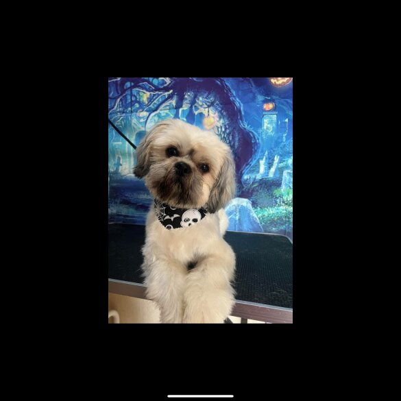 Shih Tzu
