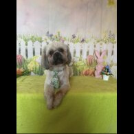 Shih Tzu