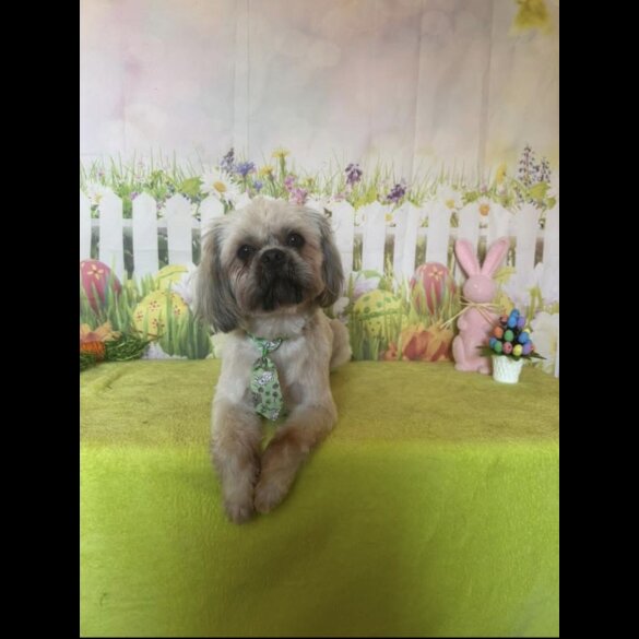 Shih Tzu