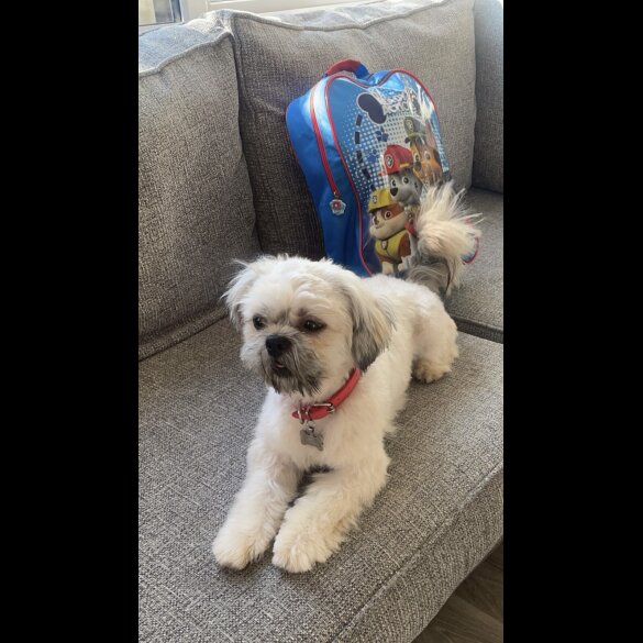 Shih Tzu