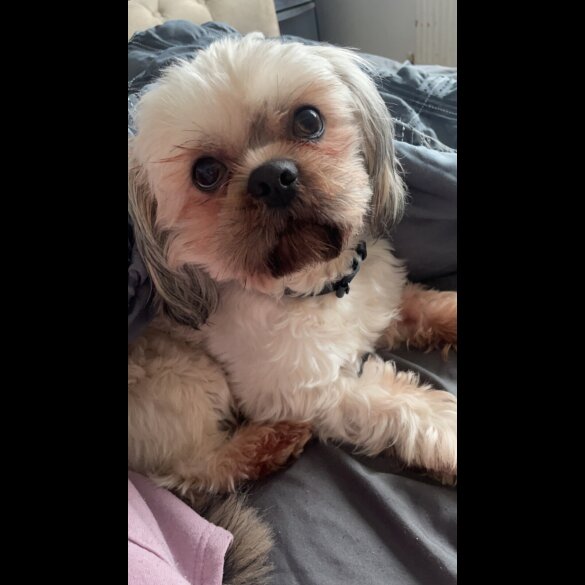 Shih Tzu