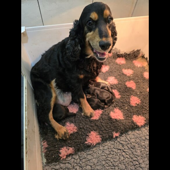 Cockapoo - Both