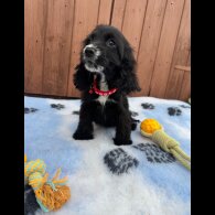 Cocker Spaniel (Working &amp; Show) - Both