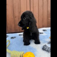 Cocker Spaniel (Working &amp; Show) - Both