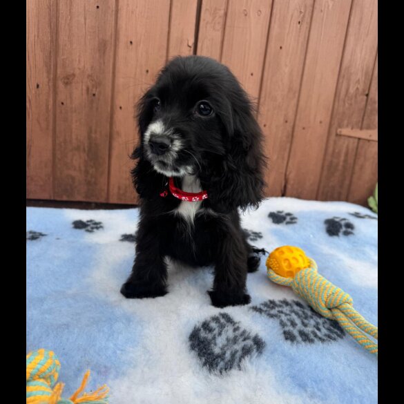 Cocker Spaniel (Working &amp; Show) - Both