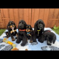 Cocker Spaniel (Working &amp; Show) - Both
