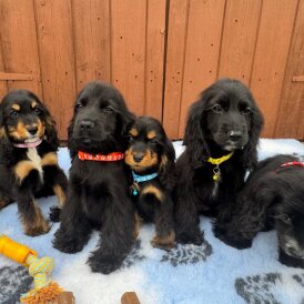 Cocker Spaniel (Working &amp; Show) - Both