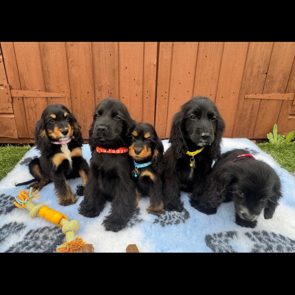 Cocker Spaniel (Working &amp; Show) - Both