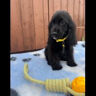 Cocker Spaniel (Working &amp; Show) - Both
