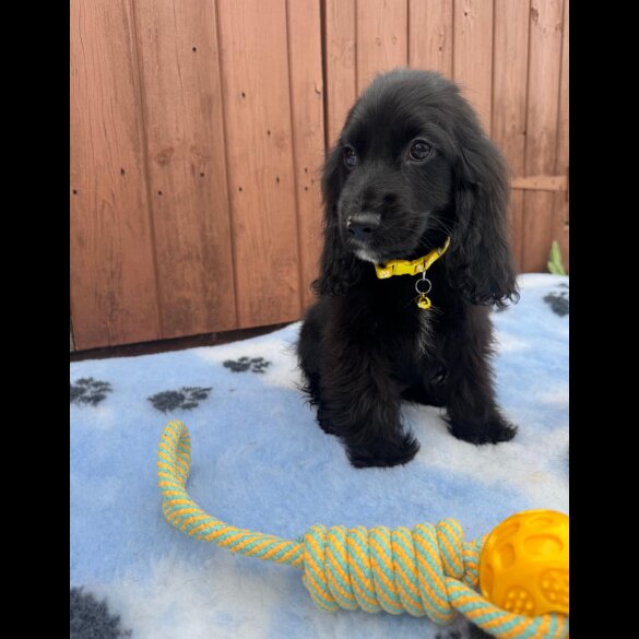 Cocker Spaniel (Working &amp; Show) - Both