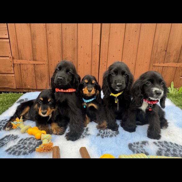 Cocker Spaniel (Working &amp; Show) - Both