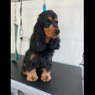 Cocker Spaniel (Working &amp; Show) - Both