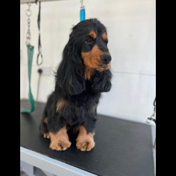 Cocker Spaniel (Working &amp; Show) - Both