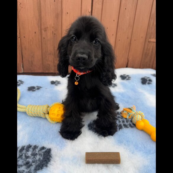 Cocker Spaniel (Working &amp; Show) - Both