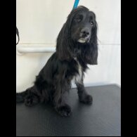 Cocker Spaniel (Working &amp; Show) - Both