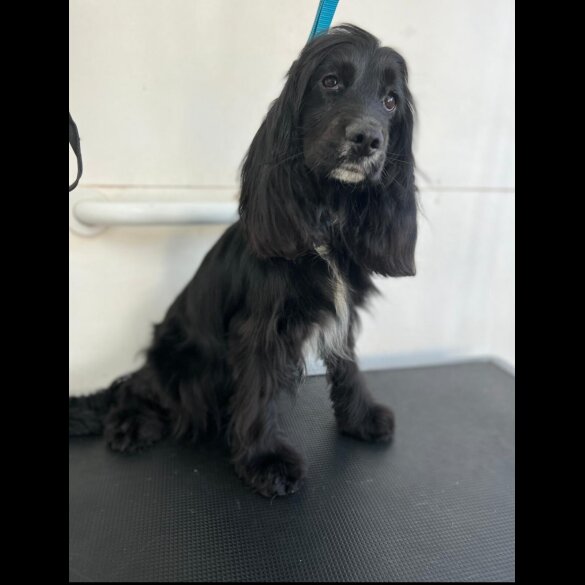 Cocker Spaniel (Working &amp; Show) - Both