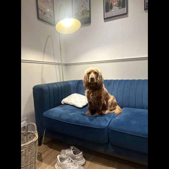 Cocker Spaniel (Working &amp; Show) - Both