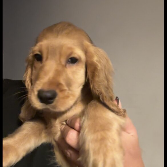 Cocker Spaniel (Working &amp; Show) - Both