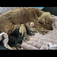 Cocker Spaniel (Working &amp; Show) - Both