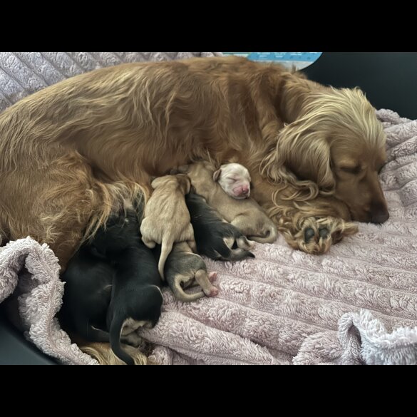 Cocker Spaniel (Working &amp; Show) - Both