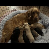 Cocker Spaniel (Working &amp; Show) - Both