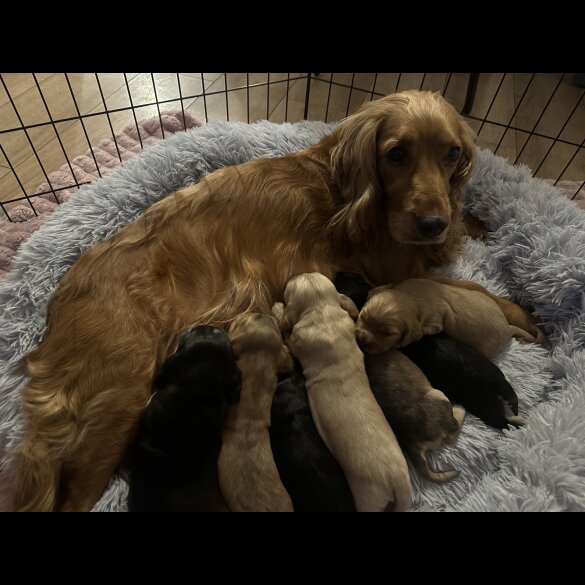 Cocker Spaniel (Working &amp; Show) - Both