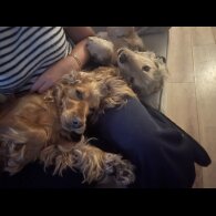 Cocker Spaniel (Working &amp; Show) - Both