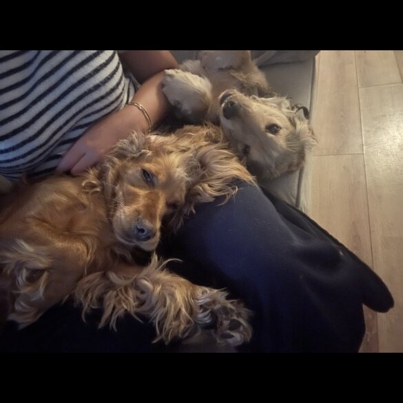 Cocker Spaniel (Working &amp; Show) - Both