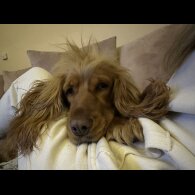 Cocker Spaniel (Working &amp; Show) - Both