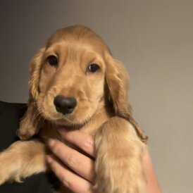Cocker Spaniel (Working &amp; Show) - Both