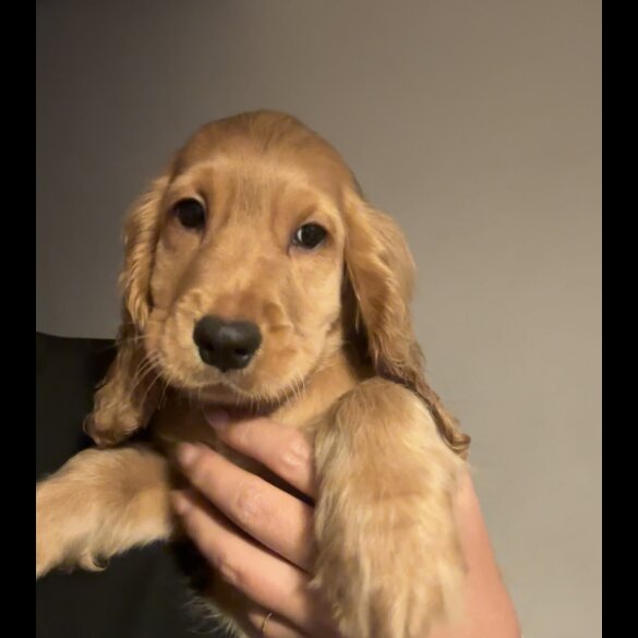 Cocker Spaniel (Working &amp; Show) - Both