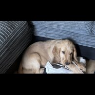 Cocker Spaniel (Working &amp; Show) - Both