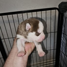 Siberian Husky - Both