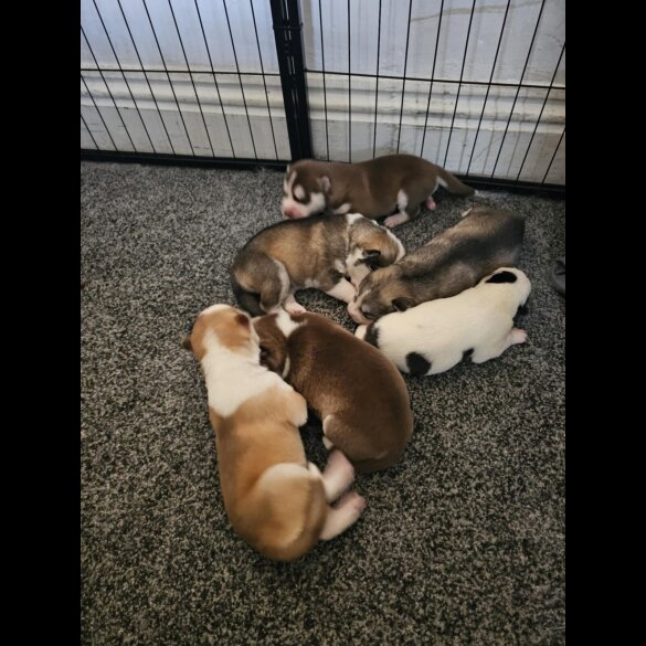 Siberian Husky - Both