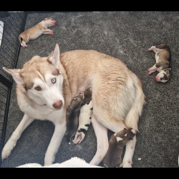 Siberian Husky - Both