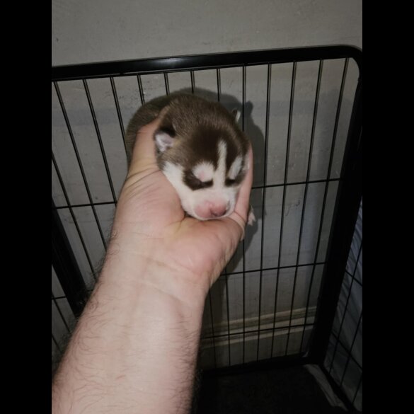Siberian Husky - Both