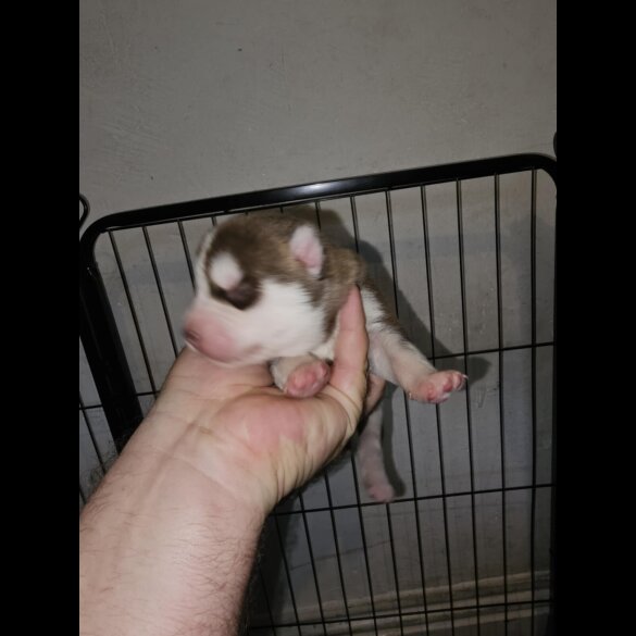 Siberian Husky - Both