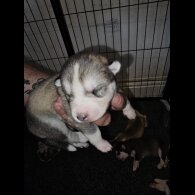 Siberian Husky - Both
