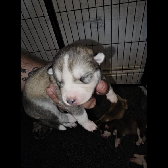 Siberian Husky - Both