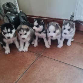 Siberian Husky - Both